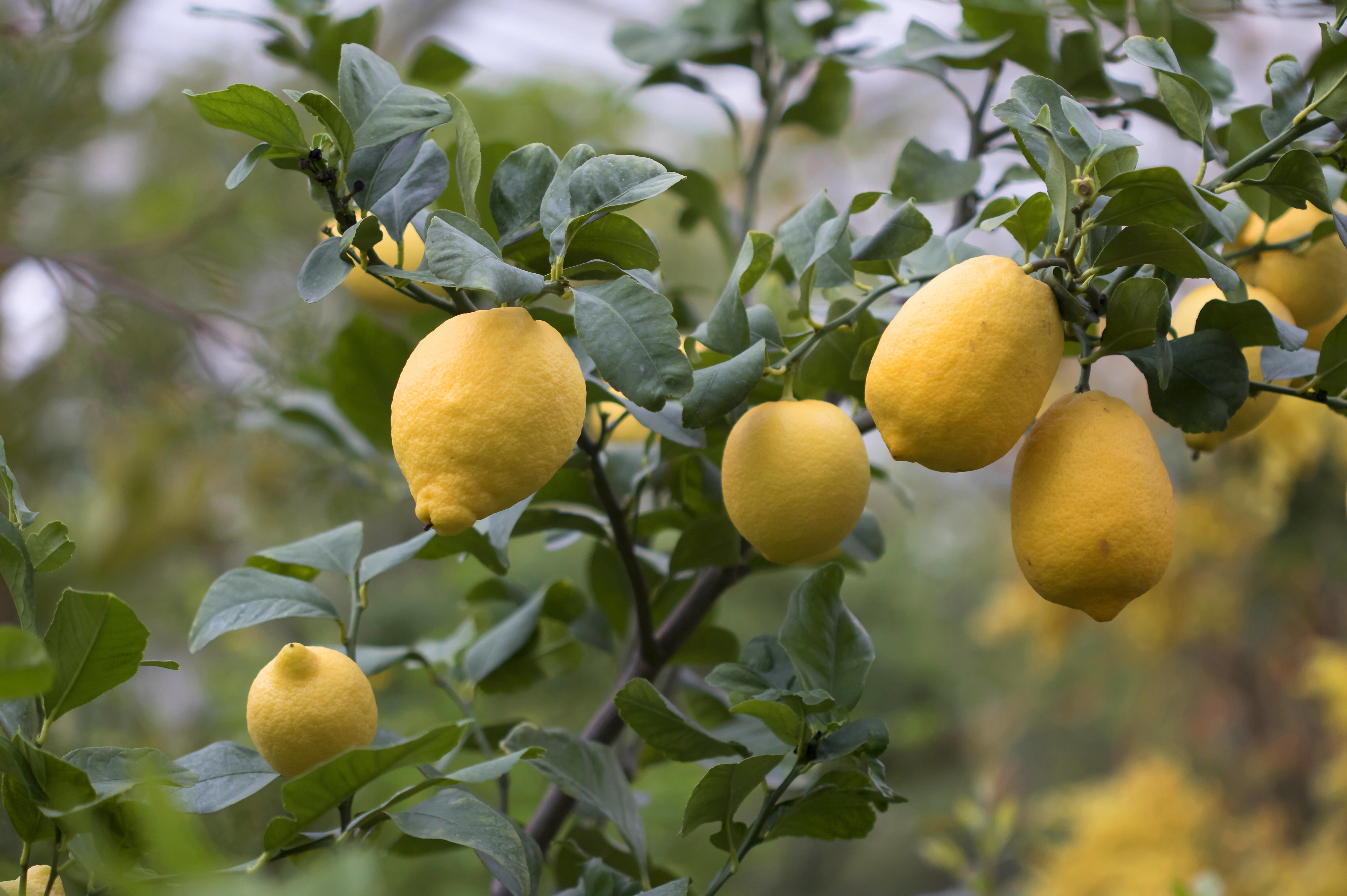 Причины выращивания лимона дома