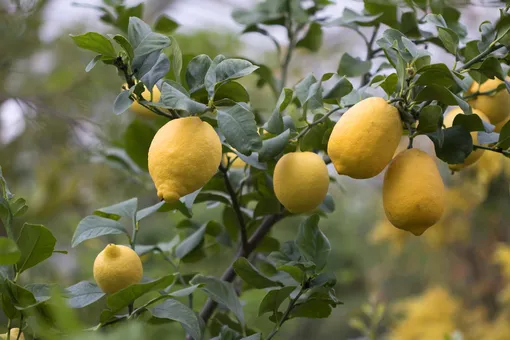 Лимонное дерево фото