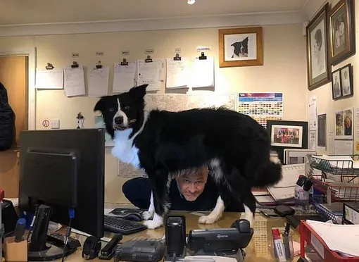 собака на столе