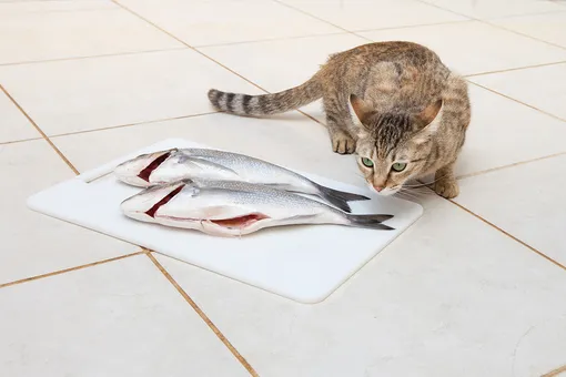Сырую рыбу кошкам давать нельзя