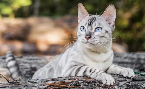 Породы кошек с голубыми глазами: бенгальская кошка