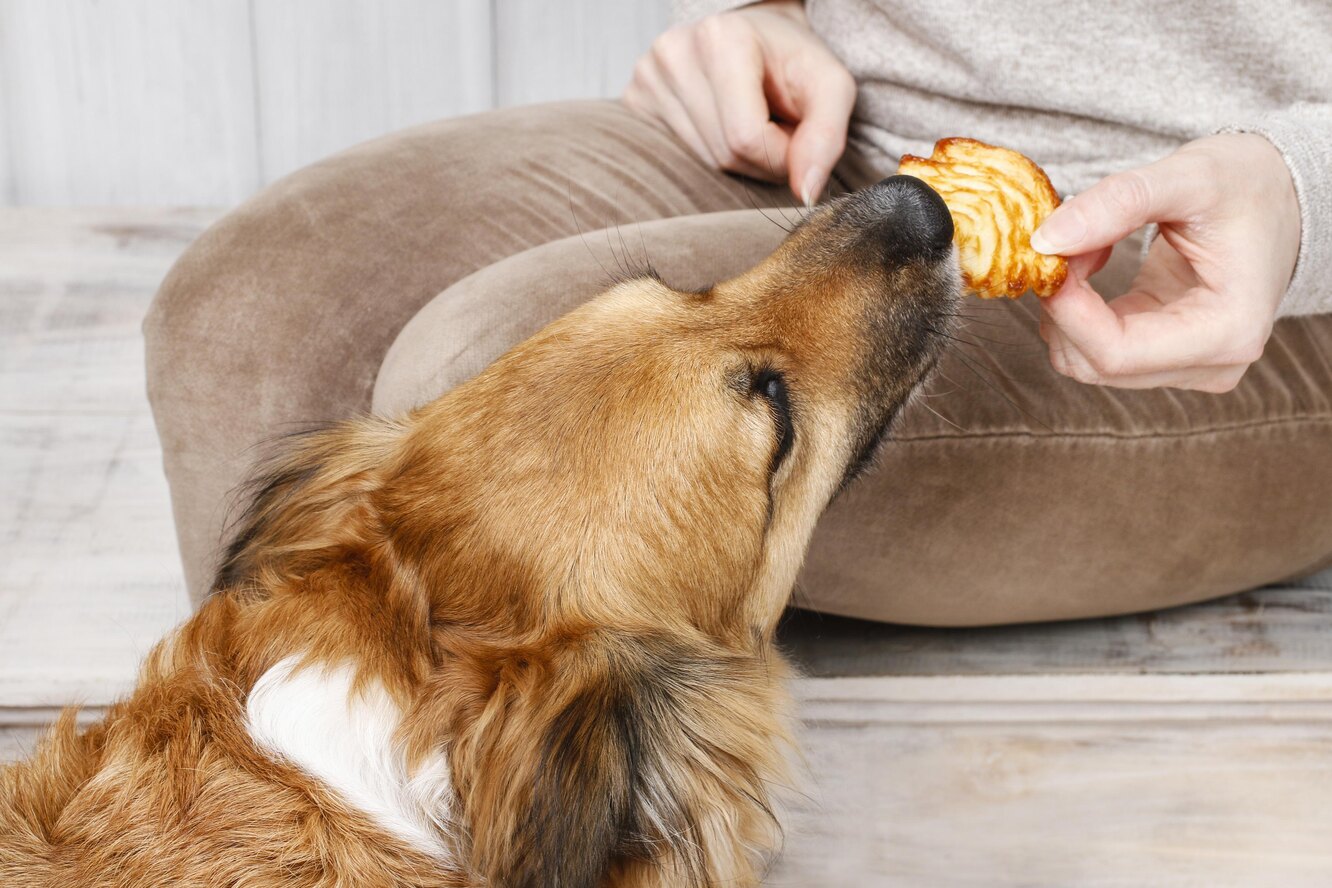 Собака ест парня. Дегустатор кошачьего корма профессия. Собака ест парня. Саймон элиссон дегустатор. Саймон пегг фильм 2015.