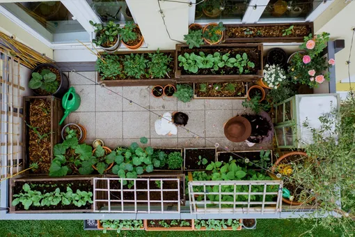 Огород на балконе: особенности домашнего огородничества