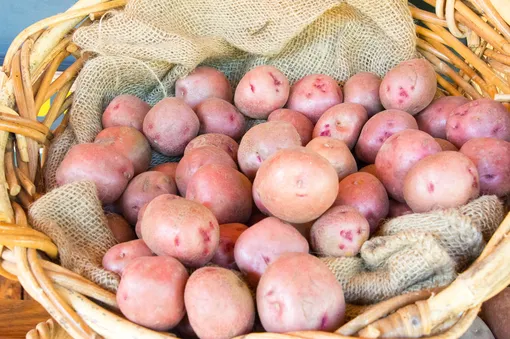 Алена — самый неприхотливый сорт картофеля для средней полосы россии