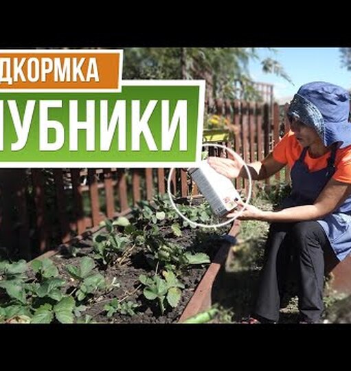 Чем подкормить клубнику осенью, чтобы летом для&nbsp;урожая не&nbsp;хватало места