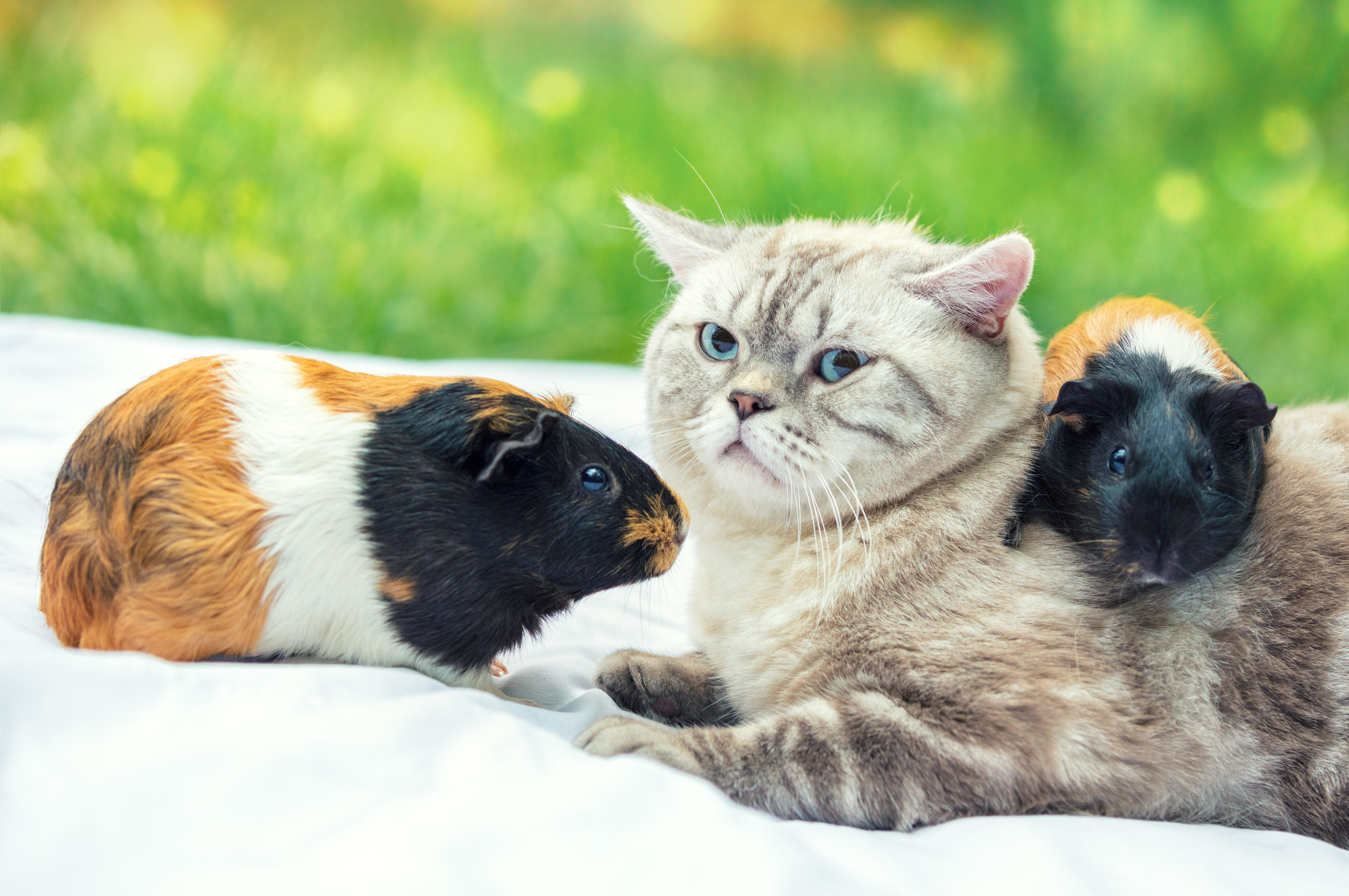 Могут ли морская свинка и кошка жить вместе: совместимость и советы