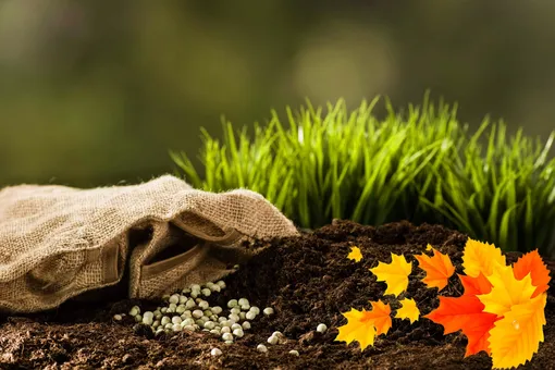 Правила осеннего удобрения сада и огорода: шпаргалка для дачника