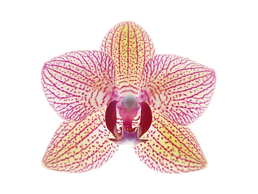 Ярчайший представитель орхидей воплощает в себе женскую чувственность и элегантность