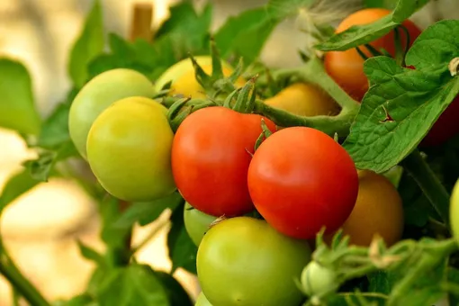 Полезная подкормка томатов: что насыпать под корень помидорам, чтобы в июле и августе собирать урожай вёдрами