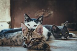 В небольшой двухкомнатной квартире обнаружили 300 кошек