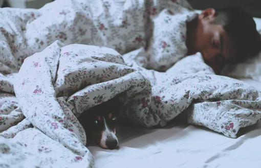 собака, сон, постель, собака в постели