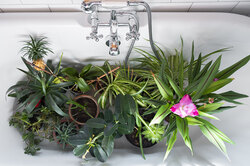 Зачем комнатным растениям тёплый душ и когда он не нужен? 