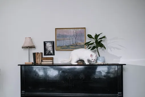 кошка на пианино