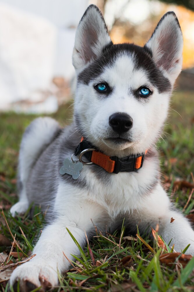 Самые красивые породы собак с голубыми глазами, фото