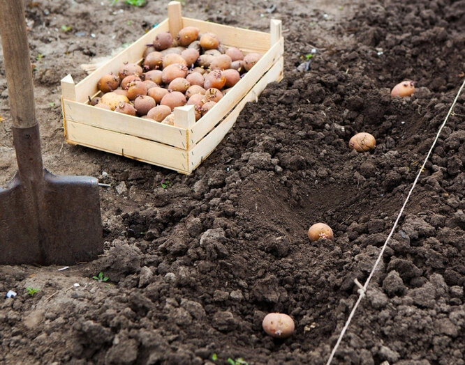 Почему картошка вырастает мелкая: 6 основных причин