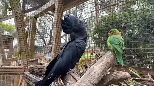трогательная история дружбы попугаев