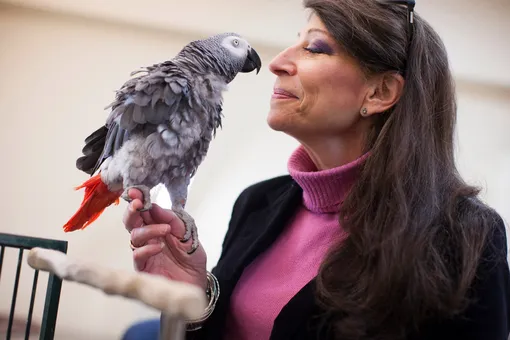 22-летний попугай Гриффин обошел 21 студента Гарварда в тесте на память