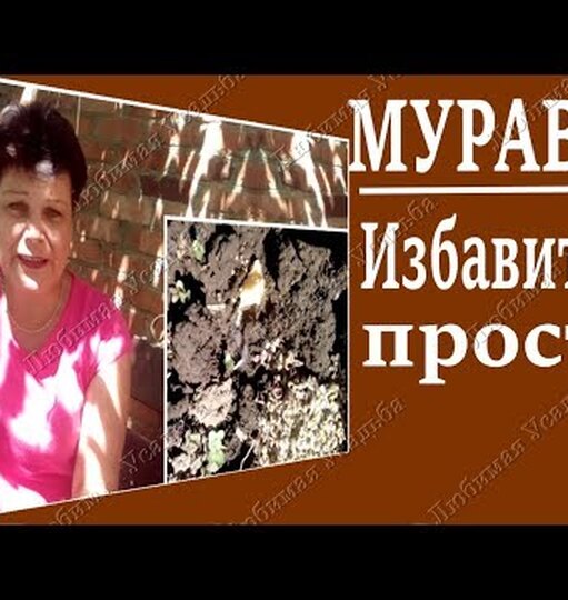 Как избавиться от садовых муравьёв: осенние хлопоты
