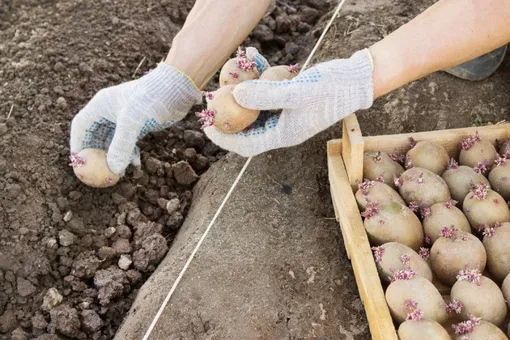 Посадка картофеля: пошаговая инструкция
