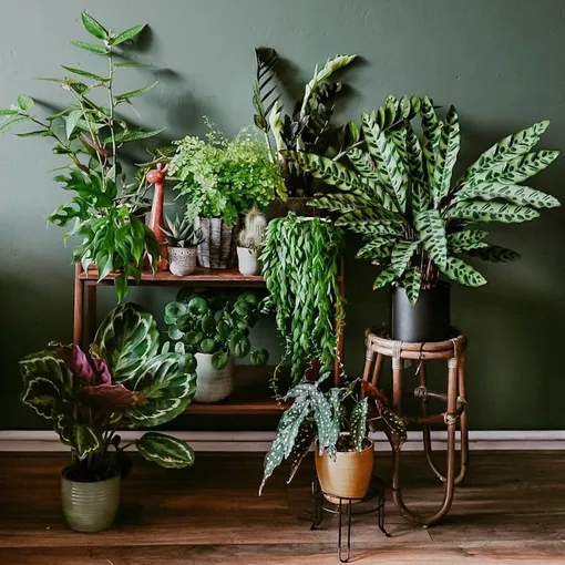 Тенелюбивые комнатные растения с фото и описанием