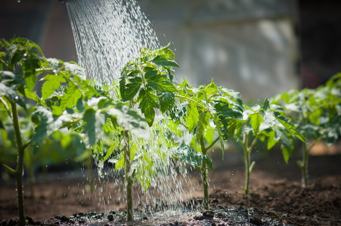 Полив огорода холодной водой: вредит ли культурным растениям