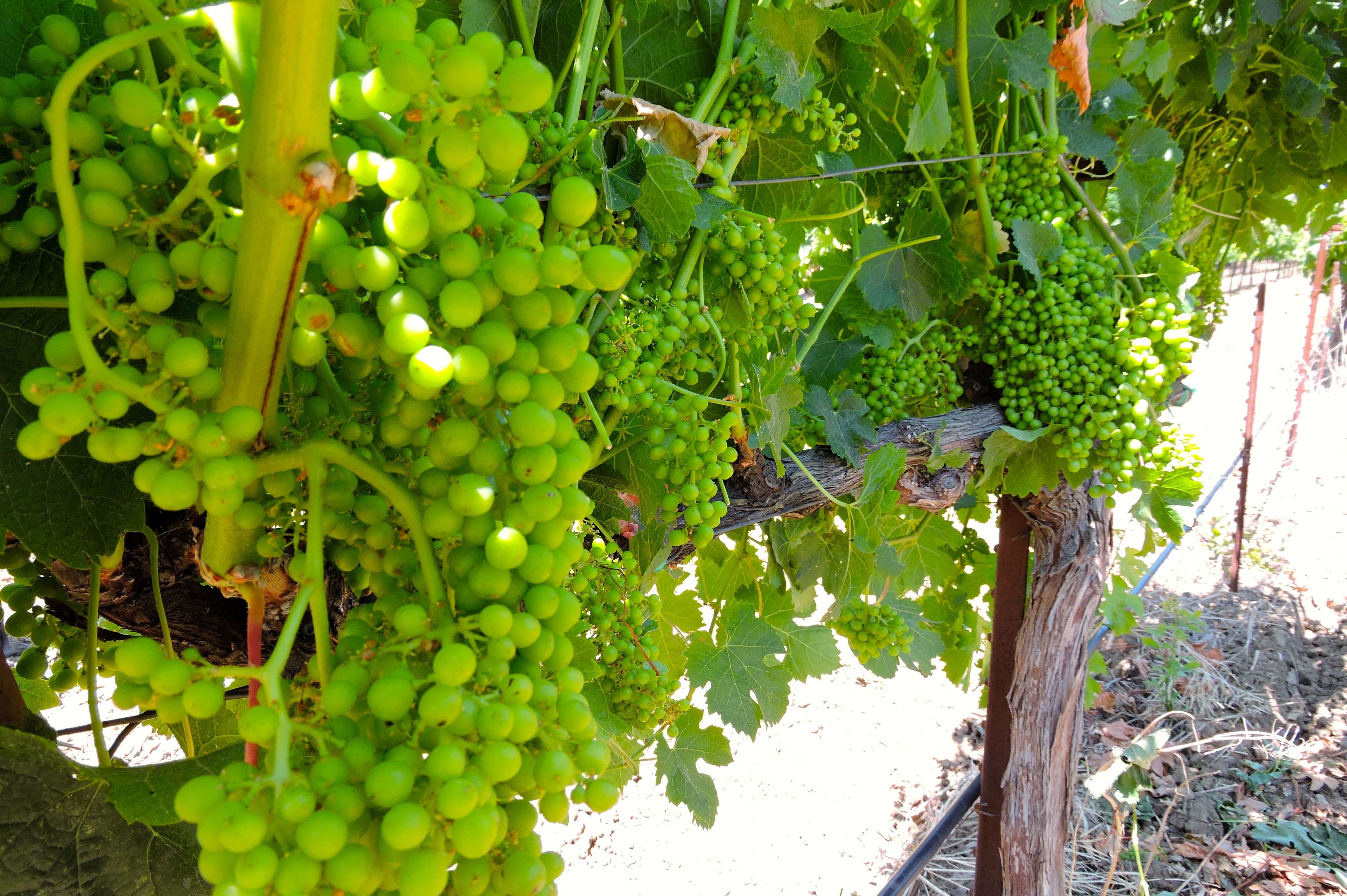Как вырастить виноград из косточки: способы, правила ухода