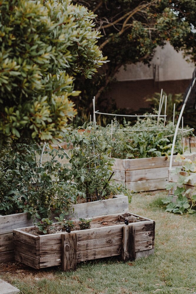 Декоративный огород на дачном участке: как сделать — схемы, идеи, дизайн,фото