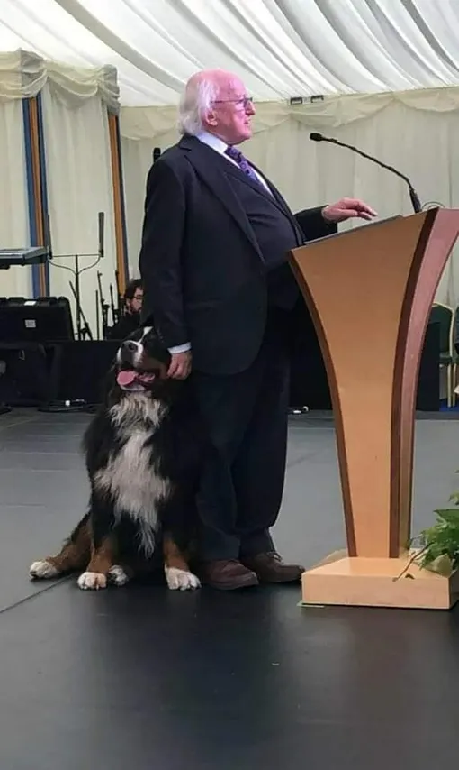 бернский зенненхунд, собака президента ирландии