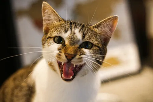 Почему кошка всё время мяукает: 5 вещей, о которых она пытается вам сообщить