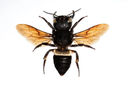 Гигантская пчела Уоллеса