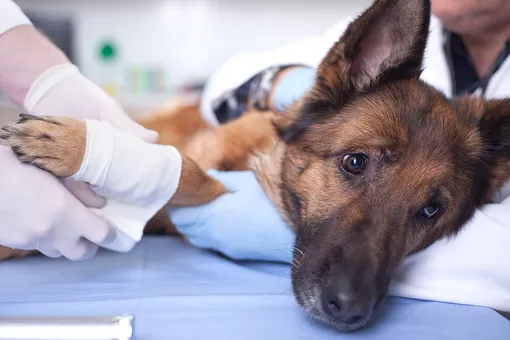 Бездомный пес с онкологией сам пришел в ветклинику и попросил его полечить