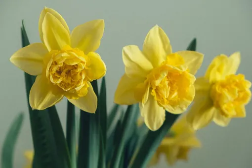 Нарциссы не уживаются рядом с другими цветами и губят их, поэтому их нужно ставить в отдельную вазу
