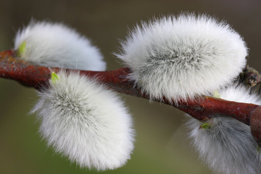 Разница между ивой и вербой - фото, отличия в кроне и цветении Разница между ивой и вербой: фото, отличия в кроне и цветении