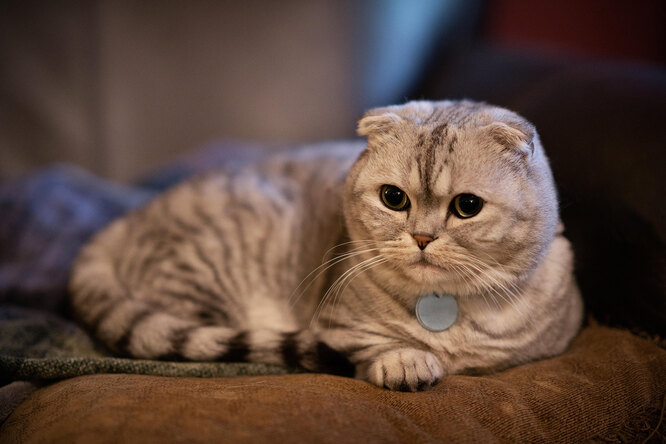 Самые милые породы кошек в мире: фото и описание