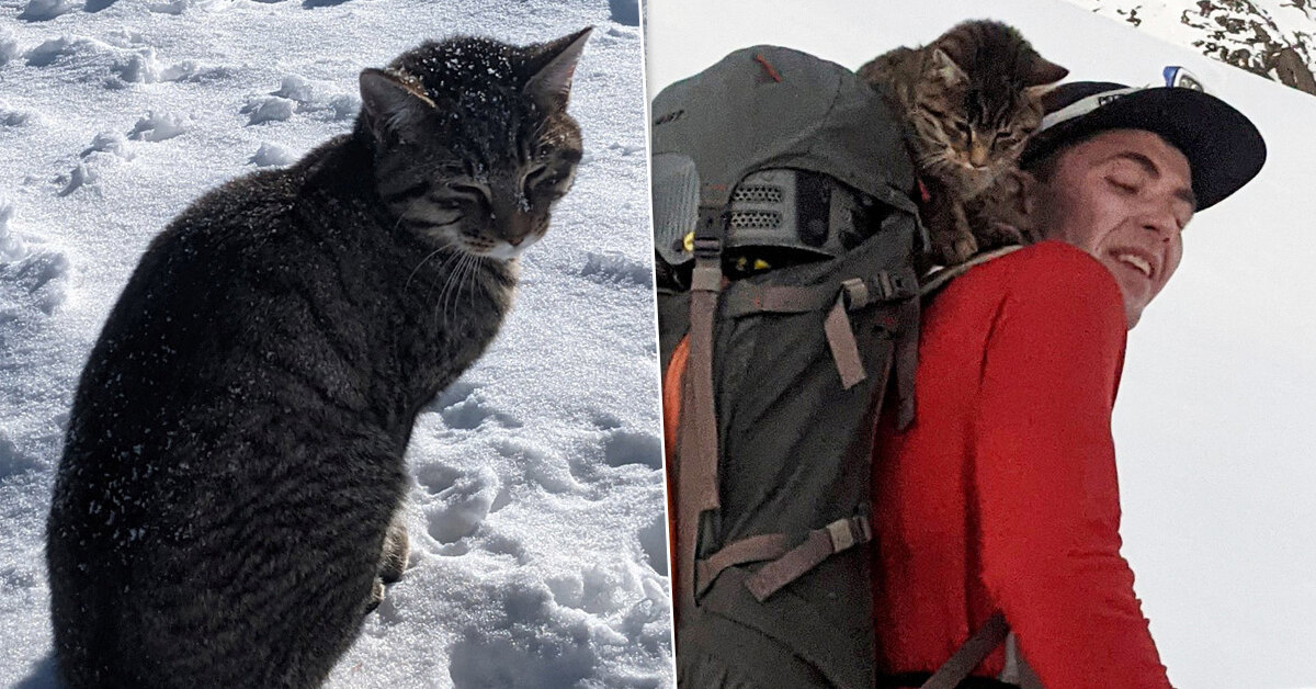 Кот альпинист
