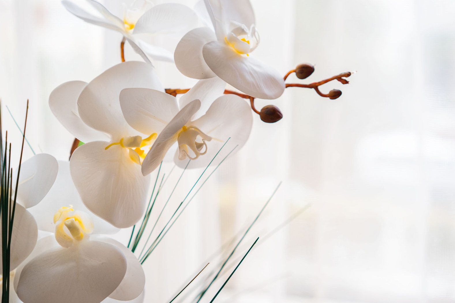 Почему опадают цветы у орхидеи?