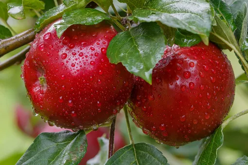 Советы по ускорению роста и плодоношения яблони