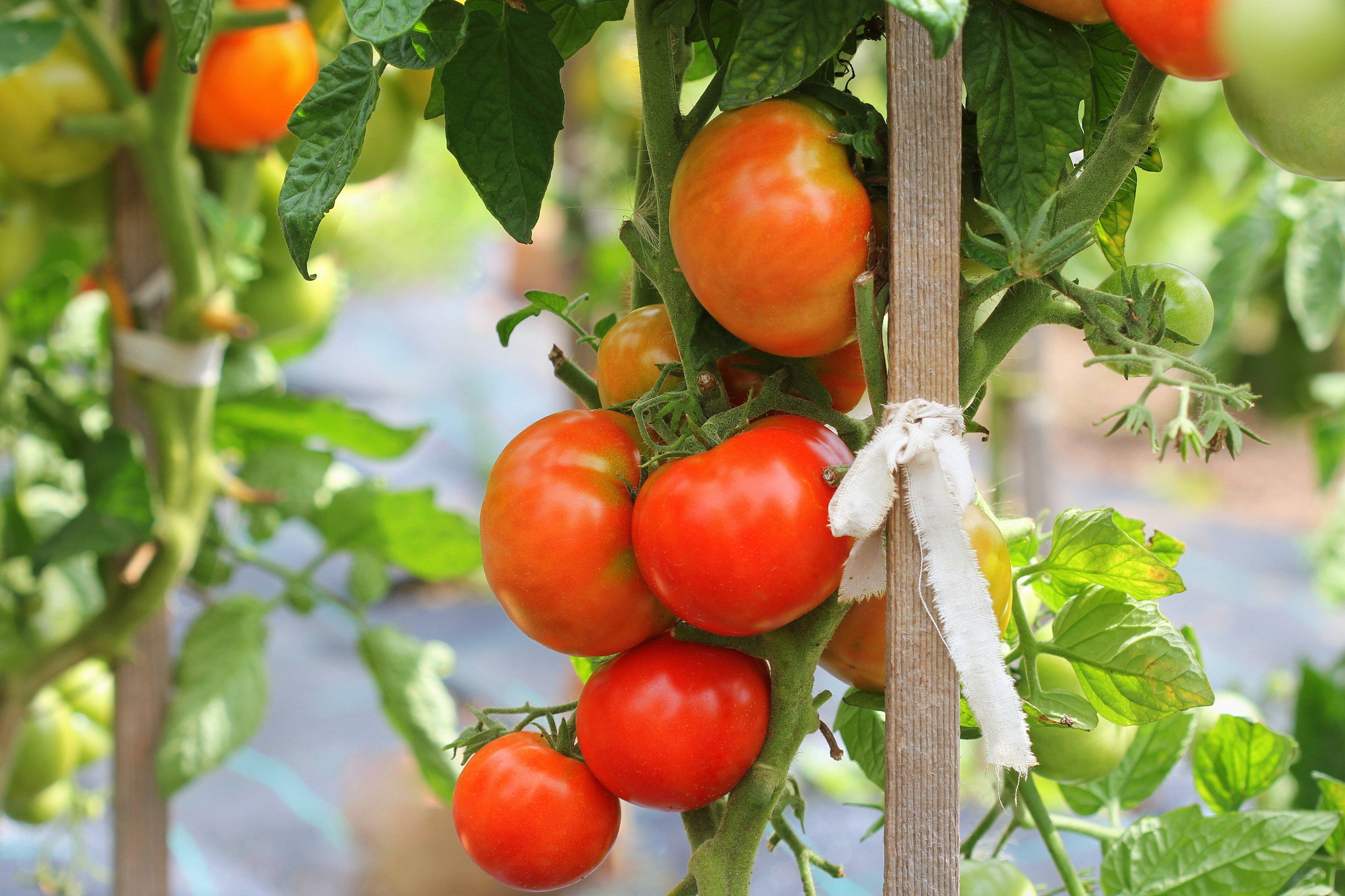 Лучшие семена гибридов томатов:характеристики, описание и фото