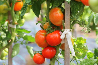 Результат гарантирован: 14 лучших семян томатов для теплиц и открытого грунта