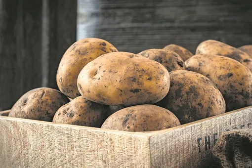 Хранение картофеля в кладовке