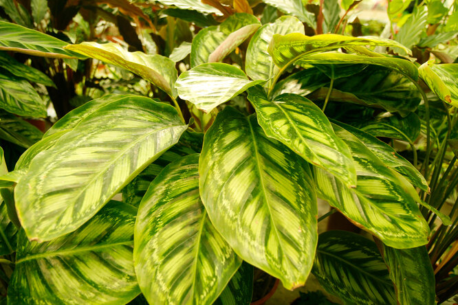 Calathea - exotická květina