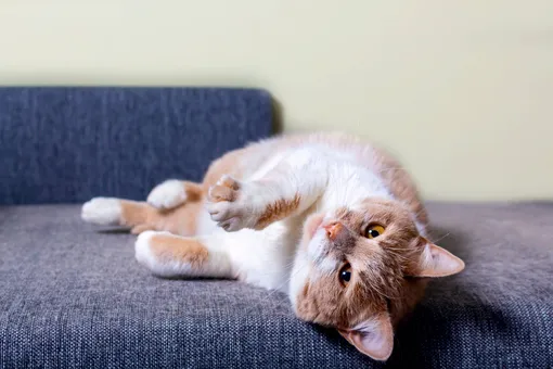 Котик на диване фото