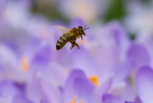 пчела летает на фиолетовыми цветами