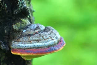 Убийца плодовых деревьев: как бороться с грибом-трутовиком на участке