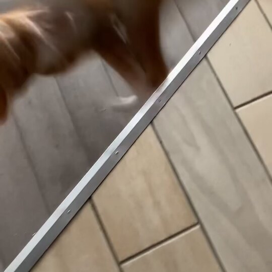 Изоляция картофелемялки от доступа кошек