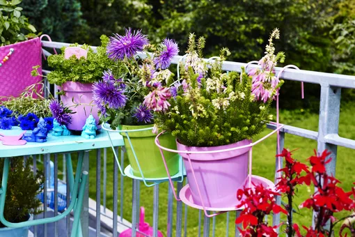 Как сохранить ампельные растения на даче цветущими в летнюю жару!