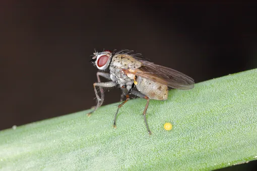 Взрослая особь луковой мухи не приносит вреда растениям, опасны её личинки