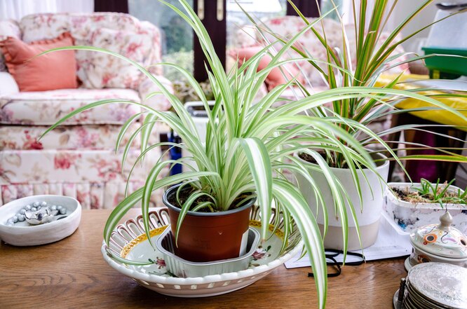 Хлорофитум хохлатый — растение для дома и офиса