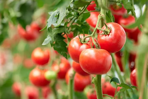 8 частых ошибок при пасынковании помидоров