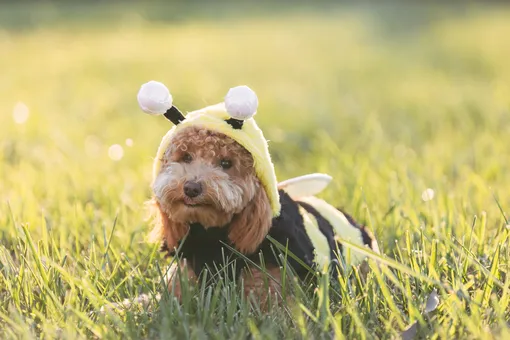 Что делать, если собаку укусила оса или пчела?